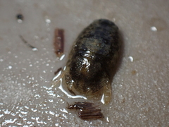 Lekanesphaera hookeri