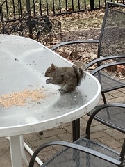 Sciurus carolinensis