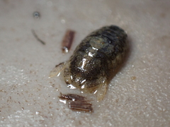 Lekanesphaera hookeri