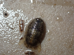 Lekanesphaera hookeri