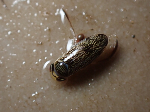 brakvandsbugsvømmer