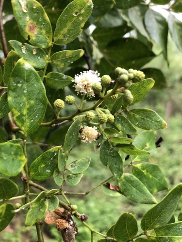 Leucaena trichodes observed 2022-02-24