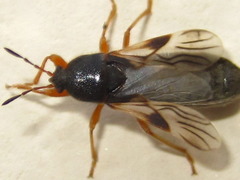 Dimorphopterus pallipes