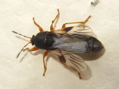 Dimorphopterus pallipes