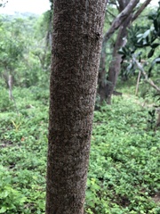 Leucaena trichodes