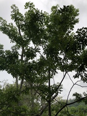 Leucaena trichodes
