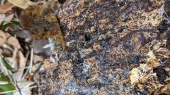 Gloiosphaera