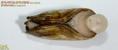 Penitella gabbii