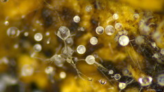 Gloiosphaera