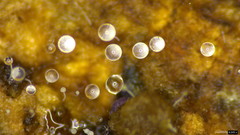 Gloiosphaera