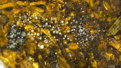 Gloiosphaera