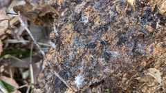 Gloiosphaera