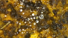 Gloiosphaera