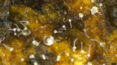 Gloiosphaera
