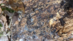 Gloiosphaera