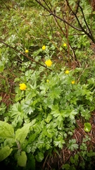 Ranunculoideae