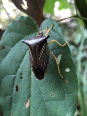 Hemiptera