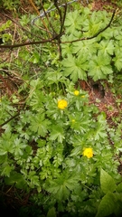 Ranunculoideae