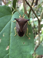 Hemiptera