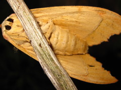 Euhampsonia cristata