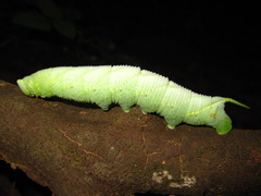 Marumba