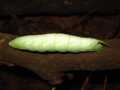 Marumba