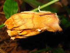 Euhampsonia cristata