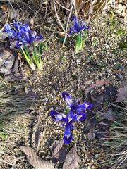 Iris reticulata