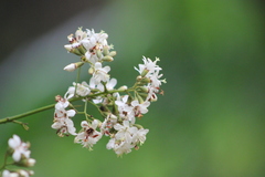 Cordia trichotoma