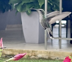 Anthracothorax aurulentus