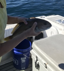 Caulolatilus princeps