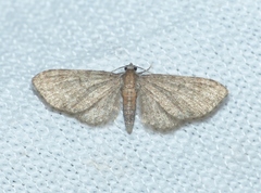 Eupithecia haworthiata