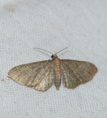 Eupithecia haworthiata