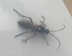 Diphyus quadripunctorius