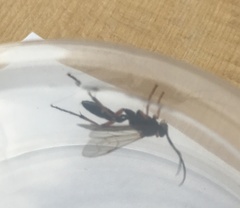 Diphyus quadripunctorius