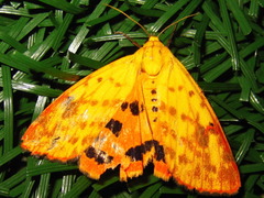 Rhyparioides subvaius