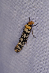 Moerarchis clathrata