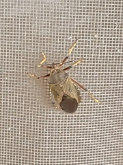 Pachylis laticornis