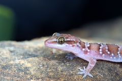 Hemidactylus whitakeri