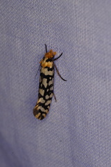 Moerarchis clathrata