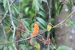 Heteropsis rigidifolia