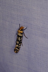 Moerarchis clathrata