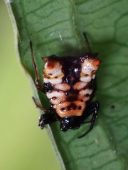 Micrathena saccata