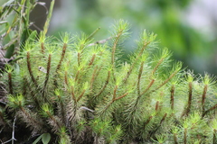 Phlegmariurus mandiocanus