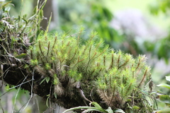 Phlegmariurus mandiocanus