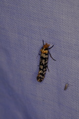 Moerarchis clathrata