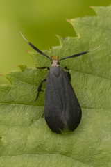 Dichomeris nonstrigella