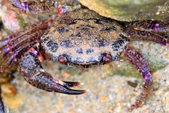 Nectocarcinus tuberculosus
