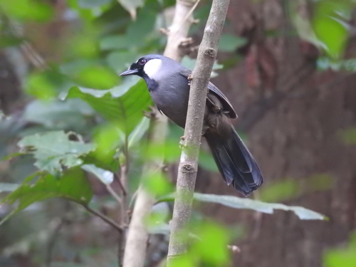 Black-throated Laughingthrush (Pterorhinus chinensis), photo 2