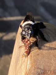 Polistes africanus